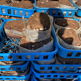 しいたけの廃菌床差し上げます。の画像