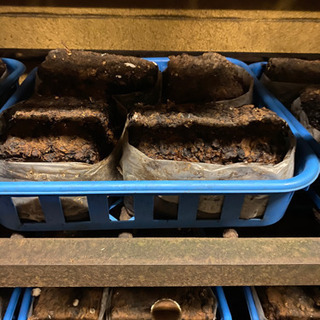 しいたけの廃菌床差し上げます。の画像