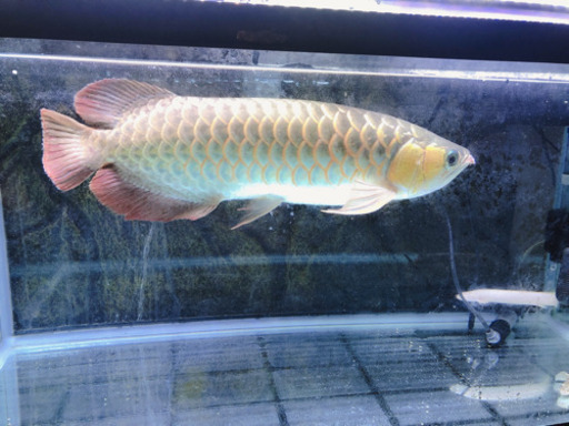 アロワナ  スーパーレッド　　　　　　　　９０センチガラス水槽も可能