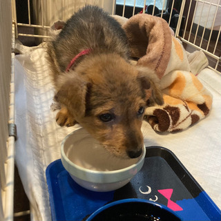 臆病なわんこ🐶モモちゃん