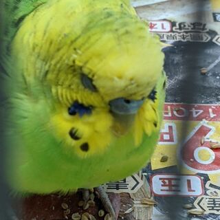 迷子のインコ