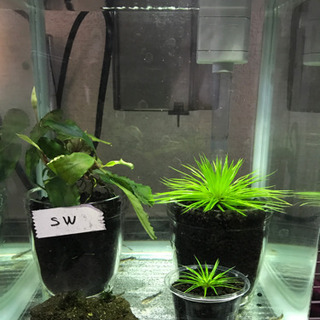 水草&生体　売ります！10日まで掲載！