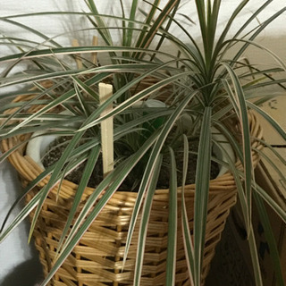 挿木から育てた観葉植物(o^^o)
