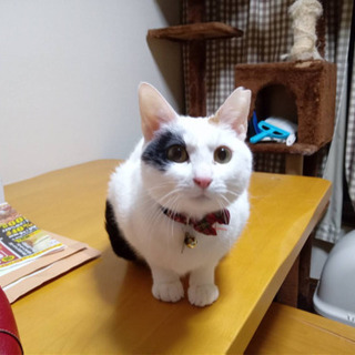 【急募】人懐こい白三毛猫ちゃん　パンちゃん