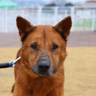 おとなしく賢いMIX犬の男の子