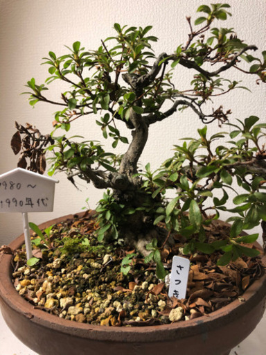 【盆栽】さつき　樹齢30年以上