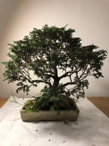 【盆栽】檜葉(ひば)