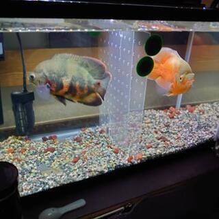 再出品です！　　熱帯魚　オスカー　1匹