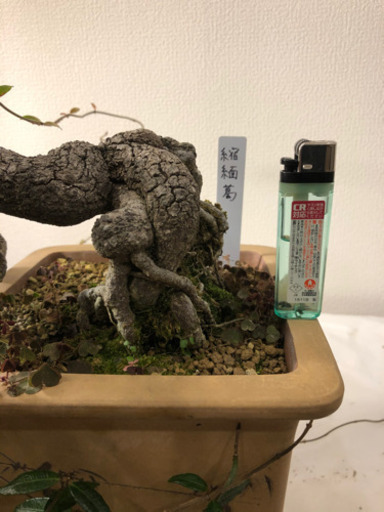 【盆栽】縮緬葛(ちりめんかずら)半懸崖