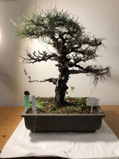 【盆栽】赤松(あかまつ) 樹齢50年以上