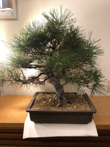 【盆栽】黒松　樹齢40〜50年