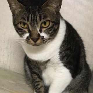🌼インディー🌼 推定4歳(雌♀)