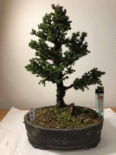 【盆栽】八房杉