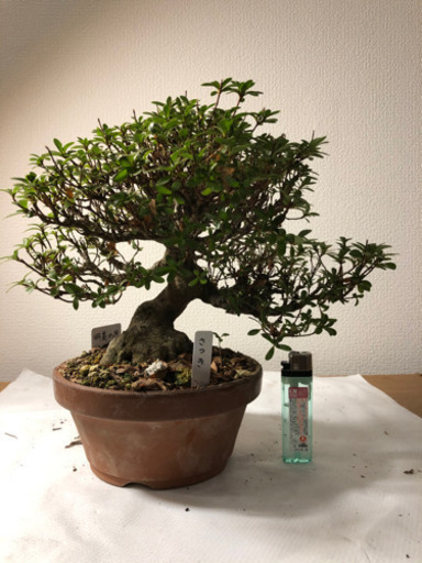 【盆栽】さつき　明美の月