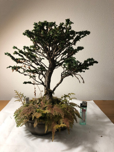 【盆栽】石化檜