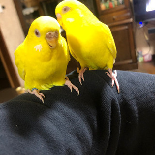手乗り！セキセイインコの里親募集