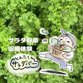 練馬区内の畑で『サラダ野菜の収穫体験』3月14日