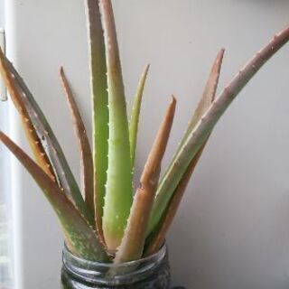 多肉植物その47