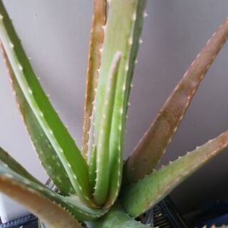 多肉植物その47の画像
