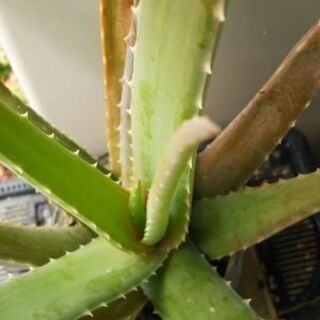 多肉植物その47の画像