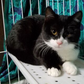 脱走した猫の捜索をお願いします！