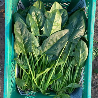 特大ほうれん草🥬の画像