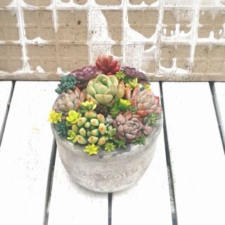 交渉中！　★多肉植物の寄植え②♪の画像