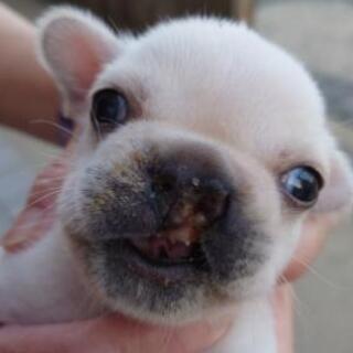 　ブリーダーさんからの、引き取り犬　フレンチブルドッグ。