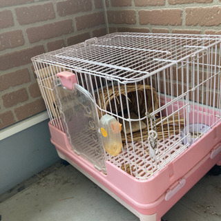 小動物飼育ケース