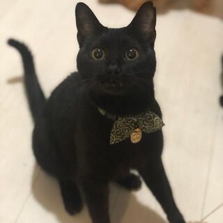 クロネコメンバー募集中！ 寄添い系甘えん坊黒猫男子