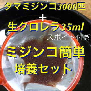 ミジンコ簡単培養セット　3000匹＋スーパー生クロレラ35ml