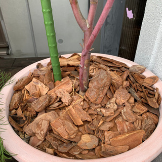 商談中です　ユーカリグニー　の画像
