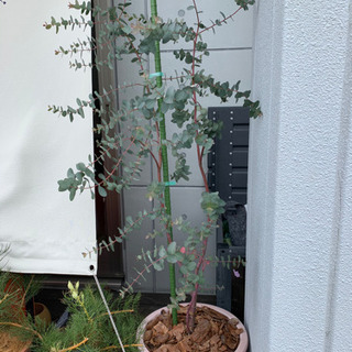 商談中です　ユーカリグニー　の画像