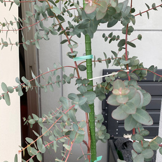 商談中です　ユーカリグニー　