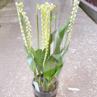 Dendrochilum  cobbianum 希少 植物苗 ②