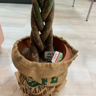 値引交渉可　パキラ（編み込み） 観葉植物の画像