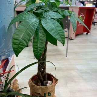 値引交渉可　パキラ（編み込み） 観葉植物の画像