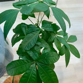 値引交渉可　パキラ（編み込み） 観葉植物