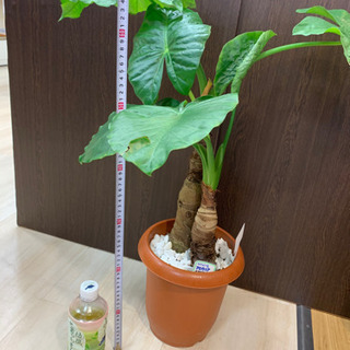 値引き交渉可　アロカシア　 観葉植物