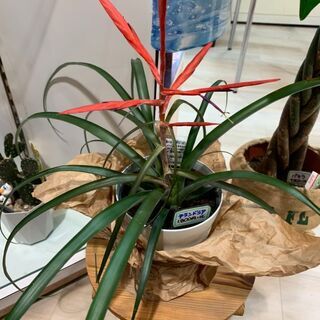 チランドシア　 観葉植物 値下げ交渉可能 