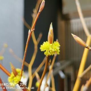 🌼  クロモジ  黒文字   花見の画像