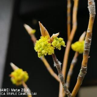 🌼  クロモジ  黒文字   花見