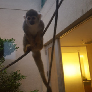 沖縄大人数グルチャを一緒に盛り上げませんか？♪(๑ᴖ◡ᴖ๑)♪ - チャット
