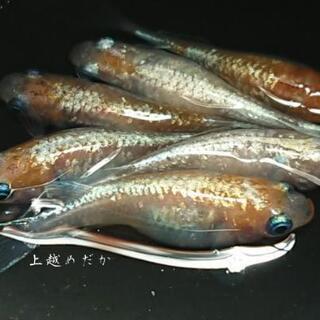 めだか・メダカ・紅灯・水草・睡蓮・水槽