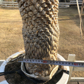 ロストラータ　発根済み　140cm