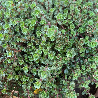 クリーピングタイム  タイム 植物苗 ハーブ