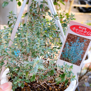 キャットタイム  タイム 植物苗 ハーブ 猫大好き 希少