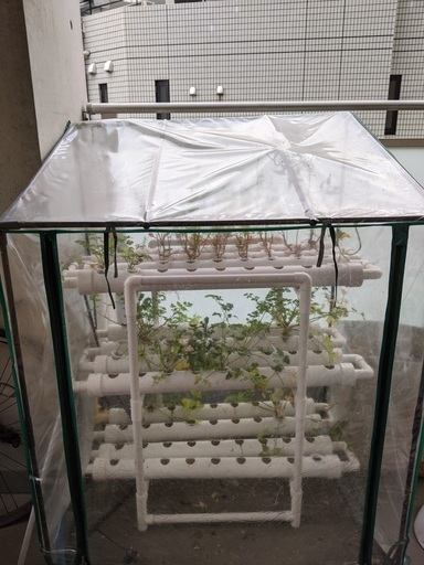 水耕栽培セット (引き取り待ち)