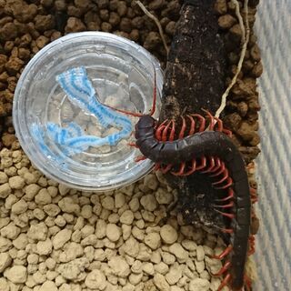オオムカデ