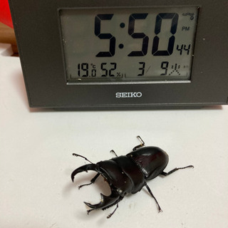 ☆受け渡し決定　パリーオオクワガタ④野外採集品　♂単品